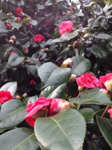 Camellia trees in bloom Aimee Cartier blog