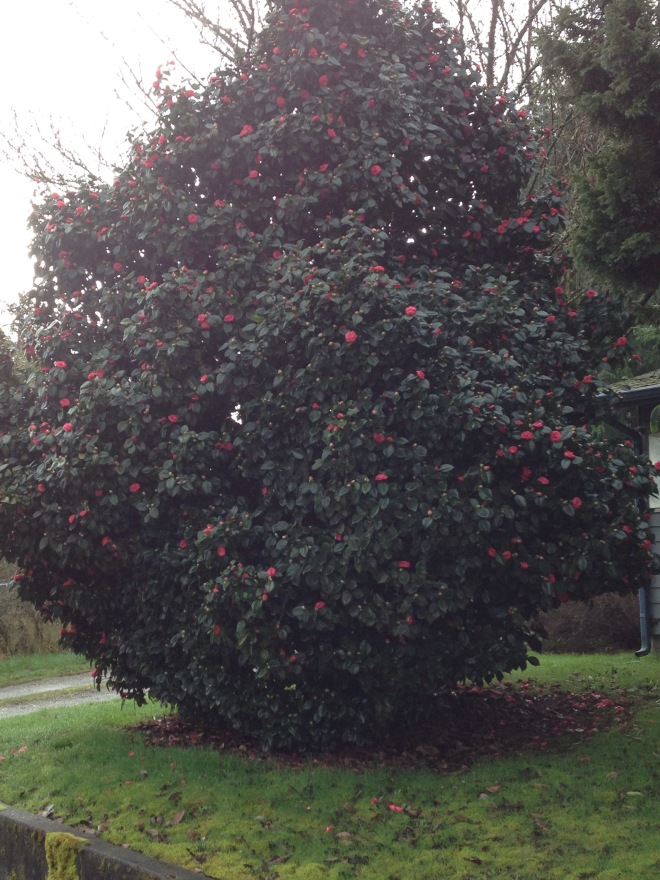 This morning's beauty: Camellia tree in bloom.
